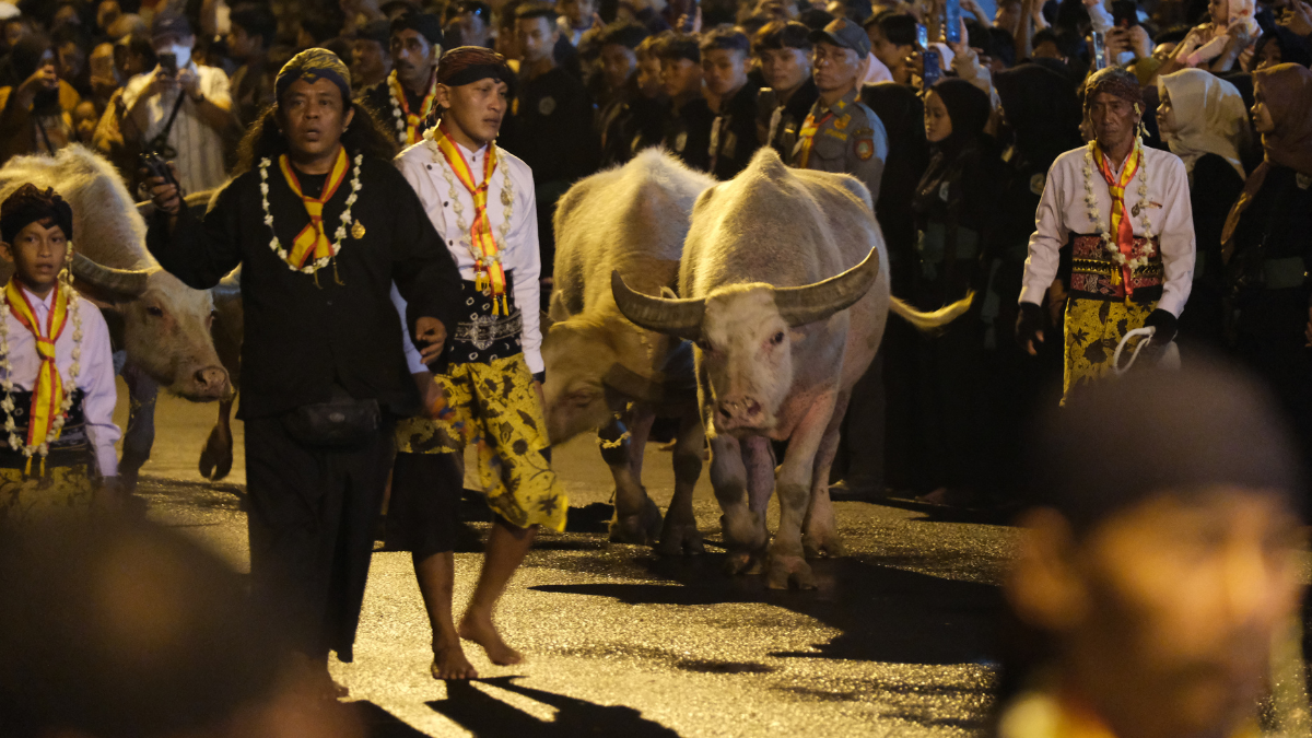 Kebo Bule Kyai Slamet, kerbau albino yang menjadi simbol penolak bala dalam Kirab Pusaka Malam 1 Suro di Keraton Surakarta
