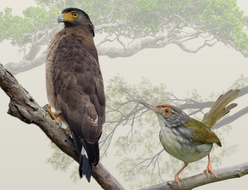 Jejak Sayap di Menoreh